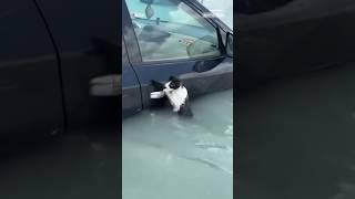 Dubai police officer rescues a cat from floodwaters