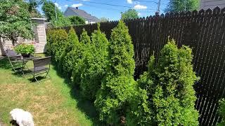 Thuja Occidentalis 'Smaragd' Emerald Green - after 4 years