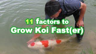 GROWING KOI BIG | 11 factors that influence Koi Growth [GROWTH GUIDE]