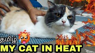 How I calm my cat in heating period | cat heating symptoms | cat heat explained in Tamil