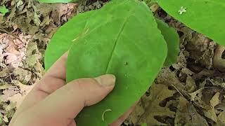 How To Identify Wild Comfrey - Cynoglossum virginianum