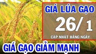 Giá lúa gạo hôm nay 26/1/2024: Bảng giá lúa, giá gạo mới nhất | Bản Tin Nhà Nông