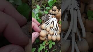 Гриб Навозник мерцающий  Coprinellus micaceus #Psathyrellaceae #шортс #mushroom #fungi #nature #сад