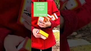 Зачем нужна сода в огороде #дача #сад #огород #сода