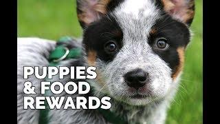 Michael Ellis Working Two of his Puppies with Food Rewards