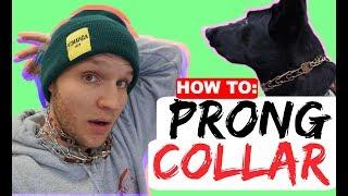 How to properly fit a prong collar - Sizing and position of the prong collar - Dog Training Collars