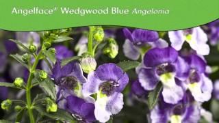 Proven Winners® Gardener Channel: Proven Winners® Angelface® Angelonia