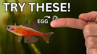 5 Fish You Must Try Breeding - Easier Than You Think!