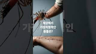 세상에서 가장치명적인 동물은?#모기 #세상에서가장치명적인#가장많이죽은병