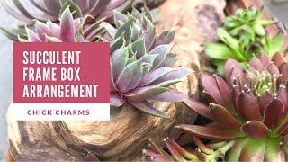 Succulent Frame Box Arrangement - Chick Charms Sempervivums