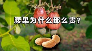 腰果为什么那么贵？