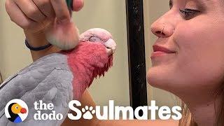 Galah Bird Wants To Be Just Like His Human Mom | The Dodo Soulmates