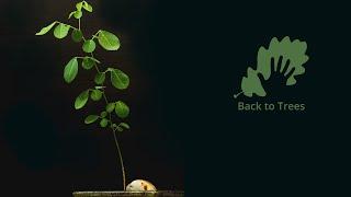 Dalbergia latifolia (Indian rosewood): 365 days time-lapse - from seed to bonsai