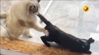 I dare you not to laugh at these FUNNY CATS  Funniest Cat Video 2024