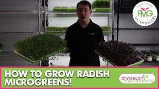 How to grow Radish Microgreens!