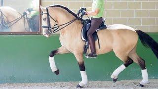 Lusitano Horse GRAN PRIX LEVEL for sale