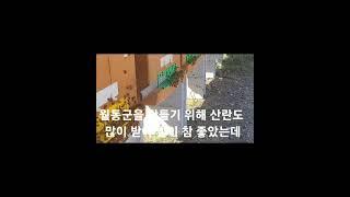 말벌 공격을 받아 초토화된 벌통의 참혹한 모습  2024년 8월 29일