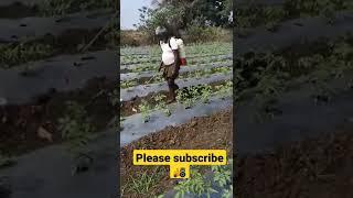 please subscribe#agriculture #spray#insecticides #farmerlife #agristudent