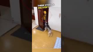 ️ Smart dog's human-like behavior #dog #smart #shorts