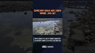 (단독) 제주 내도동 하천서 물고기 떼 죽은 채 발견  #제주뉴스 #뉴스 #실시간오늘의 #외도동 #내도동 #도근천 #고등어 #전갱이 #떼죽음