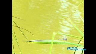 Libel - Dragonfly - Odonata_200 fps Slow motion