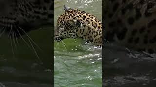 Jaguar Facts You Didn’t Know! Discover the Secret Life of Jaguars in the Wild | Short Documentary