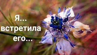 Я встретила его ... (аудио стихи). Алла Сигарёва