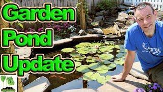 A backyard koi fish/wildlife pond update, Treat green pond water.