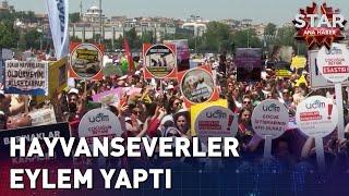 Hayvanseverlerden Sokak Hayvanları Düzenlemesine Tepki! | Star Ana Haber