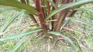 Australian Red Napier grass....