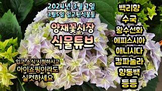 양재꽃시장 식물튜브 3월5일 입고소식 늦게나마 전해드려요~  시청하시면서 힐링 하세요~  #양재꽃시장 #식물튜브 #월동 #관엽 #식물아빠