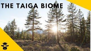 The Taiga-( Boreal Forest)-Biomes of the World