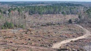 Georgia timber farmers left devastated after industry takes $1.2B hit from Hurricane Helene