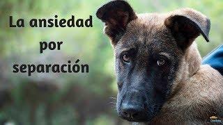 Ansiedad por separación en perros