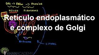 Retículo endoplasmático e complexo de Golgi | Estrutura celular | Biologia | Khan Academy