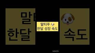 말티푸가 얼마나 빨리 크냐면요 #강아지 #강아지성장일기 #말티푸 #shorts
