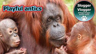 Incredible Bond: Orangutan Mum and Babies