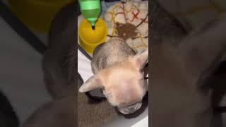 Scrunchie's Artistic Falls #waggingtailsrescue #frenchie #puppy #animals