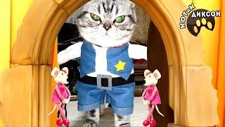  Котик Диксон – Шериф со сверкающим взглядом. Смешное видео с кошками