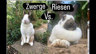 Zwergkaninchen vs. Riesenkaninchen Wer eignet sich besser für Anfänger?🪻