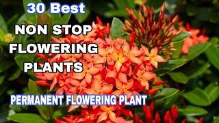 30 Best Permanent Flowering Plants/Non- Stop Flowering Plants