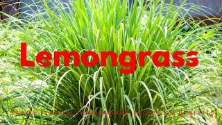 Unlocking the Powerful Health Benefits of LEMONGRASS: Nature's Secret Weapon