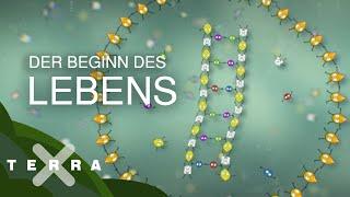 So faszinierend beginnt das Leben | Terra X