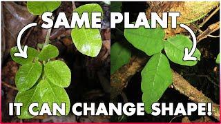 Revolutionizing Agriculture: Boquila Trifoliolata's Mimicry for Natural Pest and Weed Control