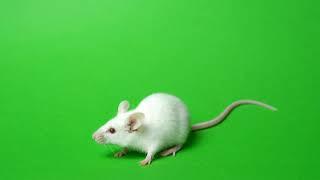 White Rat on a Green Screen