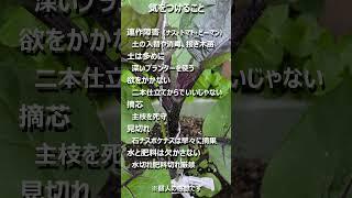 garden(8) 2025.06.21 ナス