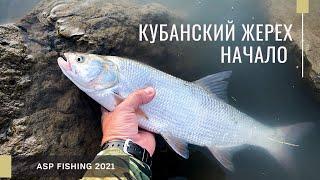 Кубанский жерех. Начало! Река Кубань. Ловля жереха на спиннинг в начале лета.