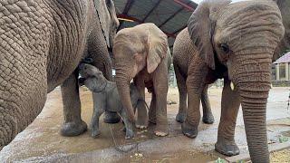 Young Elephants, Timisa & Khanyisa Show Great Interest in Orphan, Phabeni!