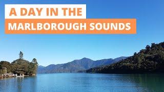 A day in the Marlborough Sounds : Why we love it so much