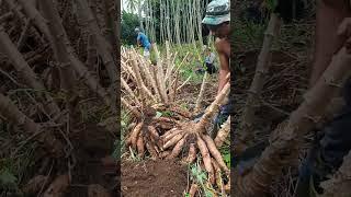 Panen singkong hibrida madu super